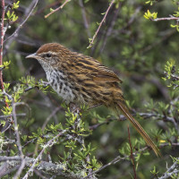 New Zealand Fernbird